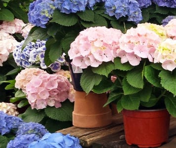 hydrangeas pink blue