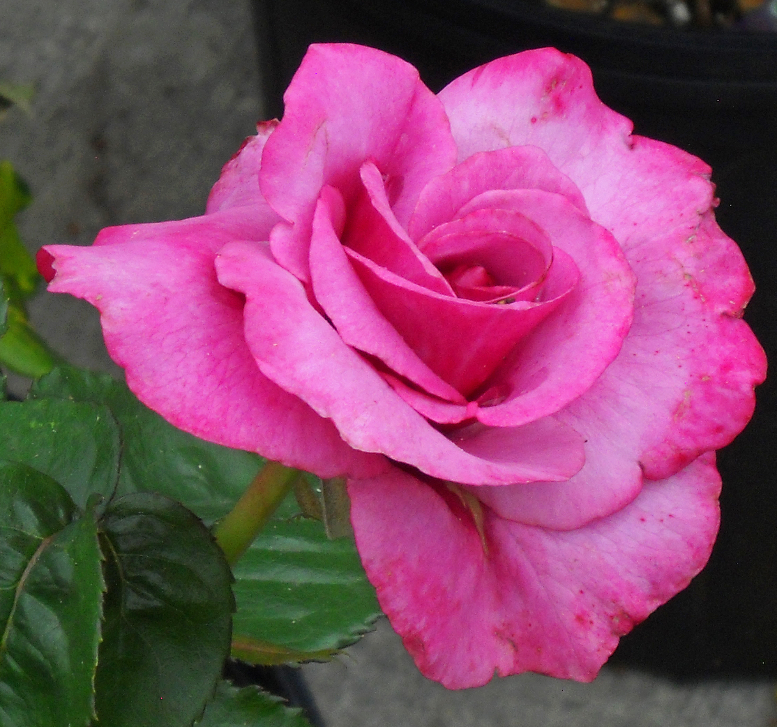 Rose Plants & Rose Bushes Denver
