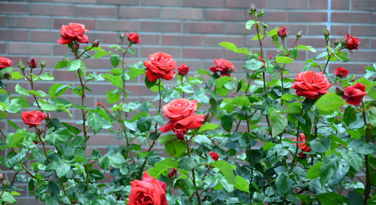 Rose Plants Rose Bushes Denver