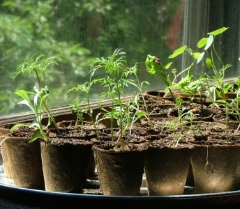 summer seedlings
