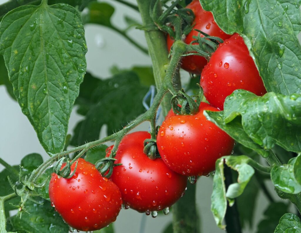 ripe tomatoes on a tomato plant