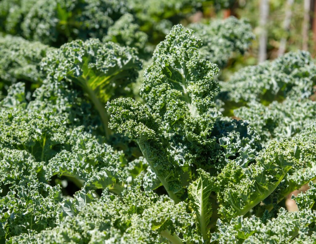 kale planted in your own vegetable garden