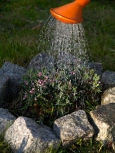 watering-323885_1280