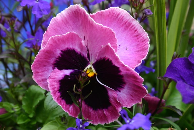 Learn How To Select The Right Variety Of Pansies For Your Garden
