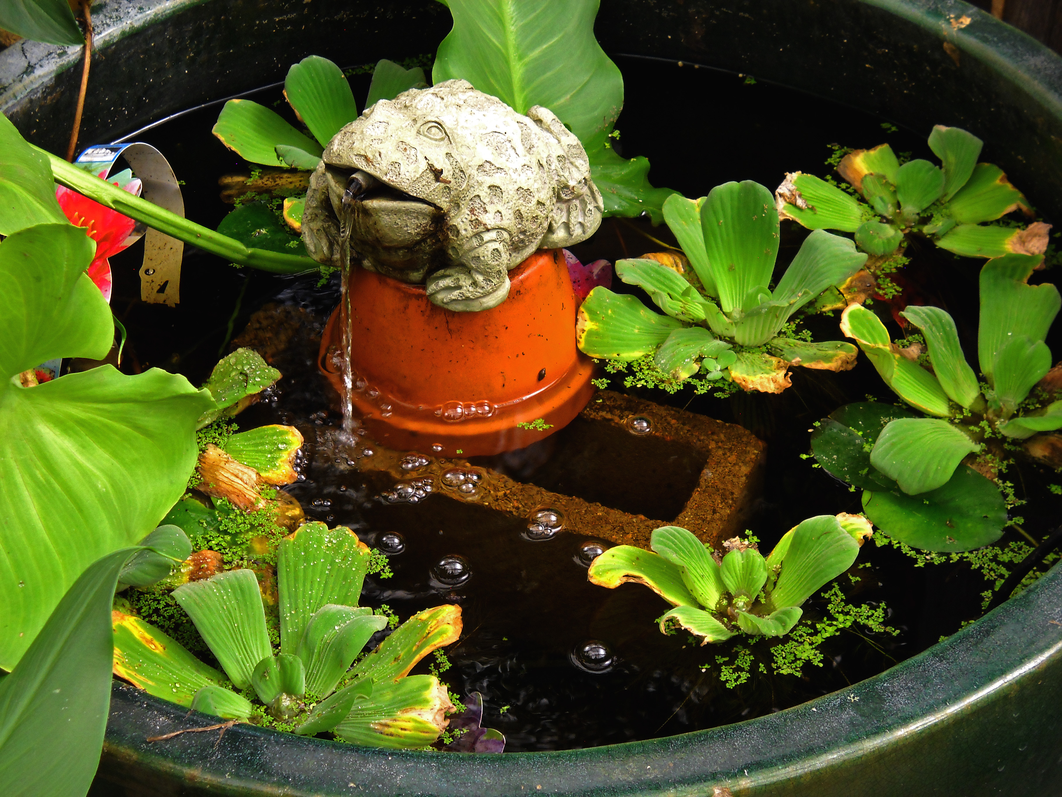 aquatic fountain frog water hyacinth