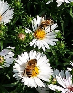 bees on aster