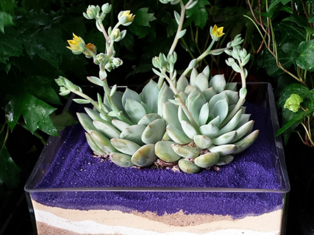 succulent sand container at city floral greenhouse and garden center