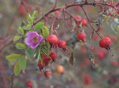rosa-acicularis-denali-malcolm-manners-flickrcc2-0