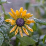 frost-Aki-Suomela-FlickrCC2.0