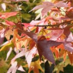maple-leaves-fall-color-paul-l-mccord-jr-flickrcc2-0