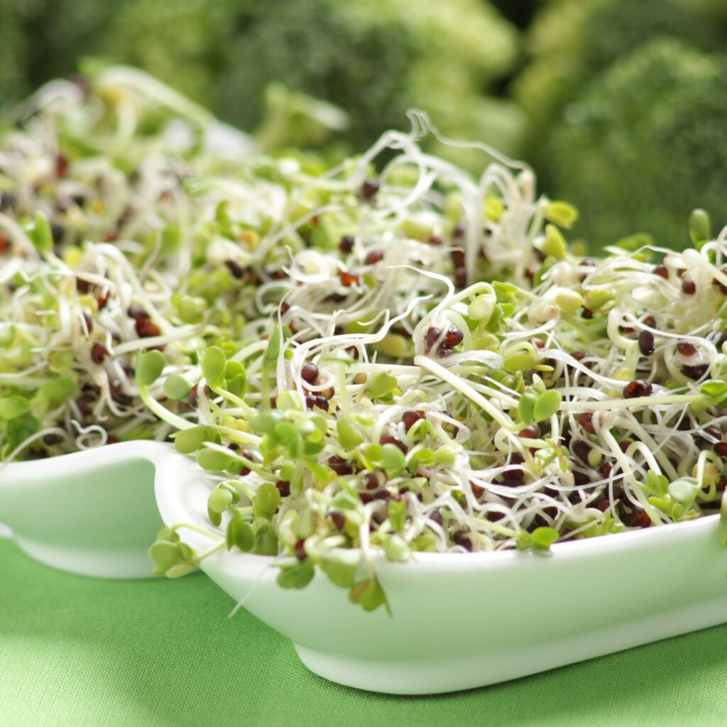 sprouts in bowls grow your own sprouts for sandwiches and salads