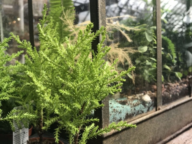 Miniature plants for terrariums and fairy gardens at city floral greenhouse and garden center
