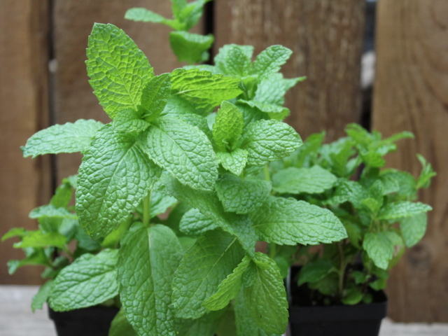Mint at City Floral Greenhouse and Garden Center