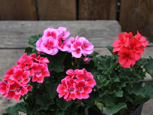 Geraniums at City Floral Greenhouse and Garden Center