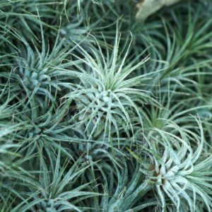 Air plants