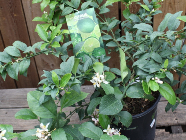 citrus plants at city floral greenhouse and garden center