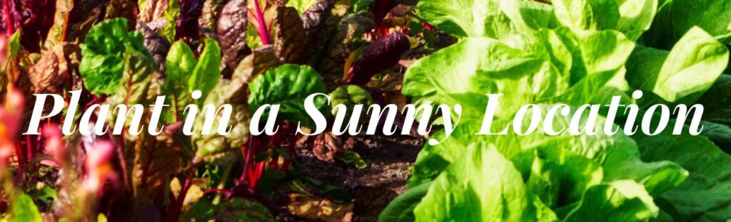 plant your vegetable garden in a sunny location with at least 6 hours of sunlight