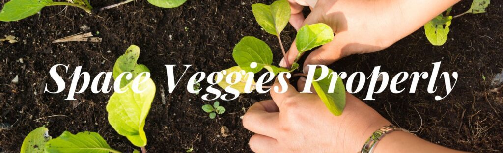 space your vegetable starts in your garden properly