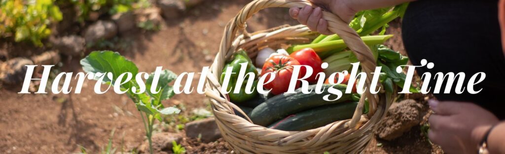 harvest your vegetable garden at the right time