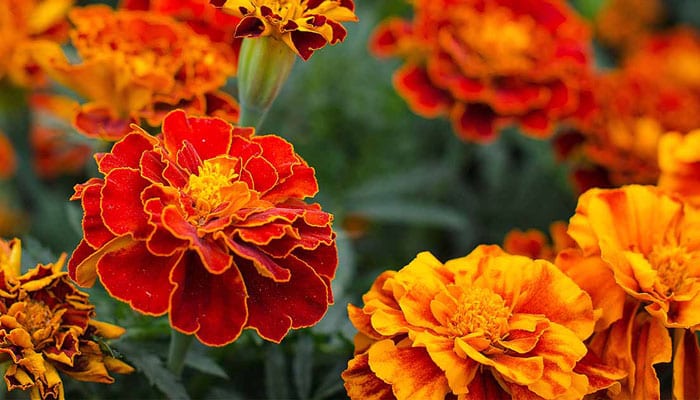 Marigold Plants