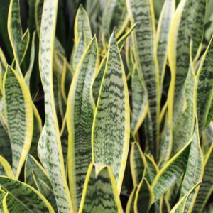sansevieria aka snake plant houseplant