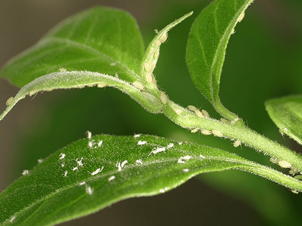 Pest Treatment for Indoor Houseplants