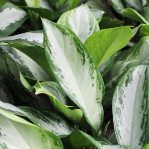 aglaonema silver bay foliage