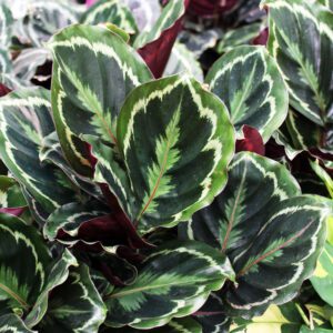 Calathea medallion houseplant