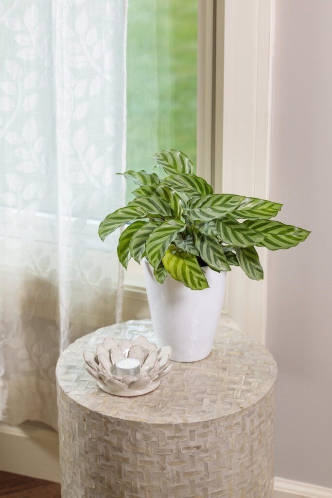 calathea freddie prayer plant green prayer plant in white pot
