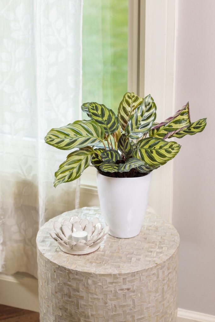 calathea makoyana peacock plant houseplant in white pot
