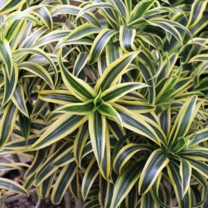 Dracaena houseplant