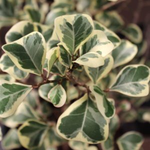 ficus triangularis