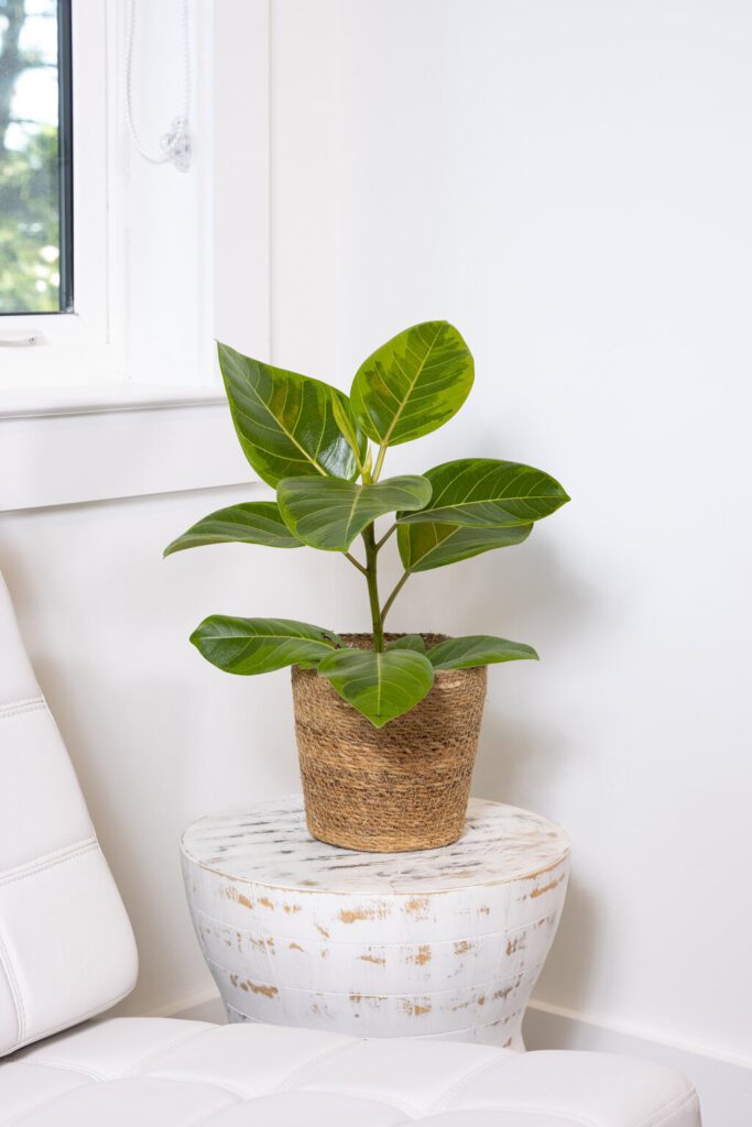 ficus altissima asian council tree houseplant in basket