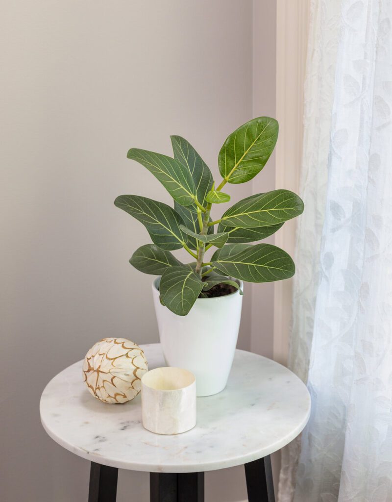ficus audrey Ficus benghalensis houseplant in white pot on side table