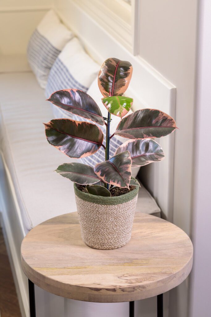 ficus elastica ruby red rubber tree houseplant in basket