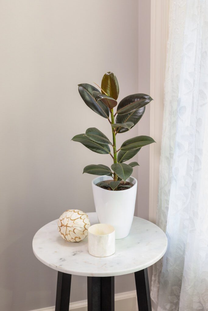 ficus elastica burgundy rubber tree houseplant in white pot on side table