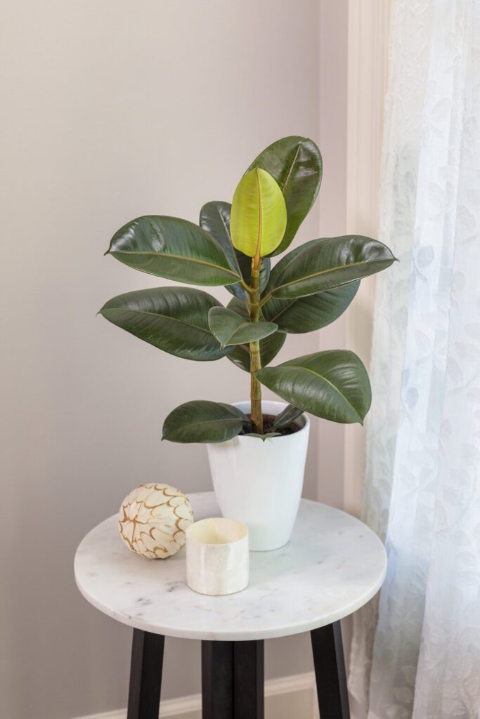 ficus elastica robusta rubber tree plant in white pot
