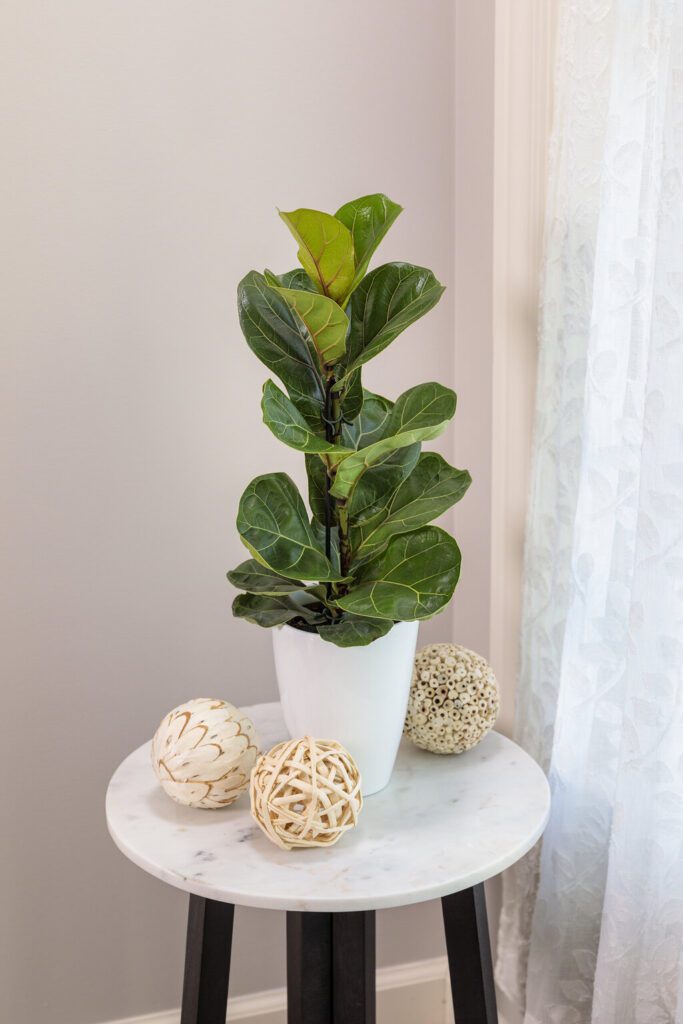 ficus lyrata bambino dward fiddle leaf fig tree houseplant in white pot on side table