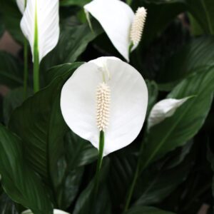 peace lily plants