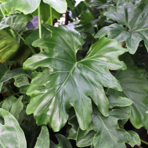 Philodendron selloum houseplant