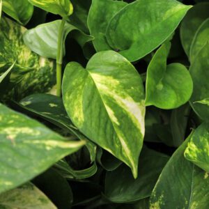 Pothos houseplants