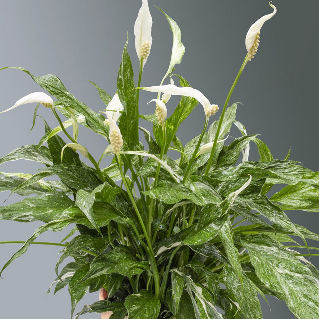 DOMINO PEACE LILY​