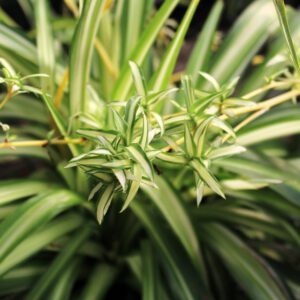 Spider Plant