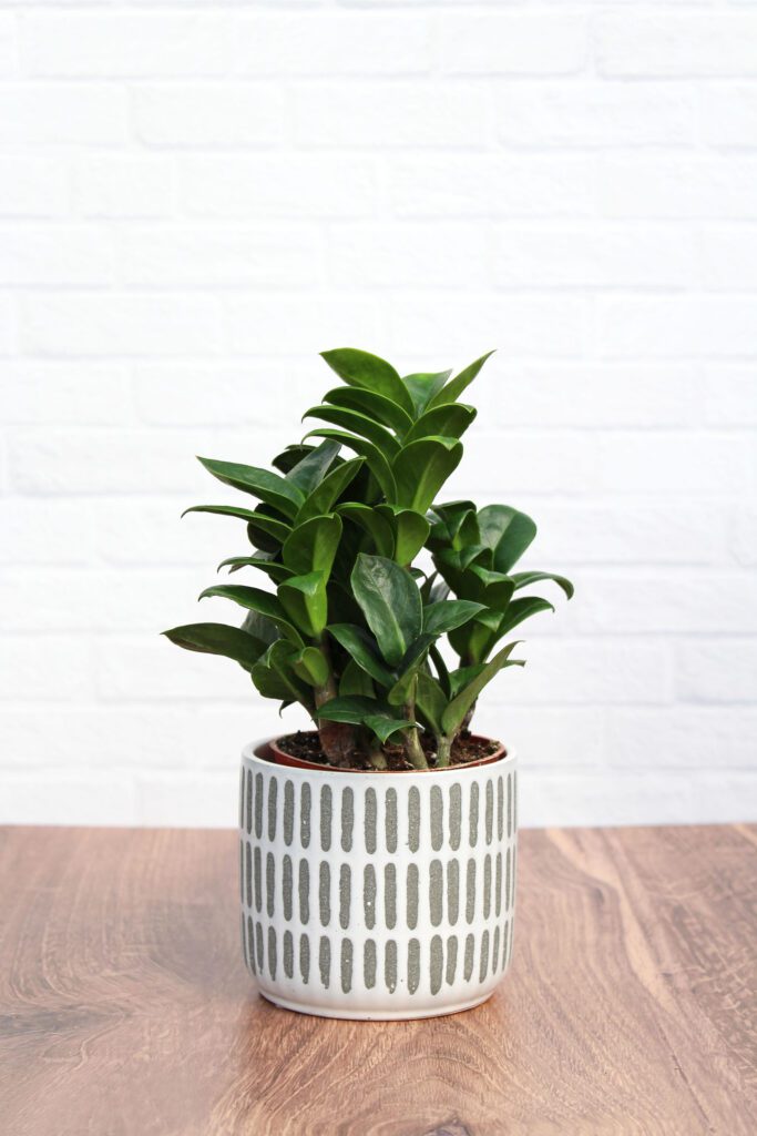 zz compacta houseplant