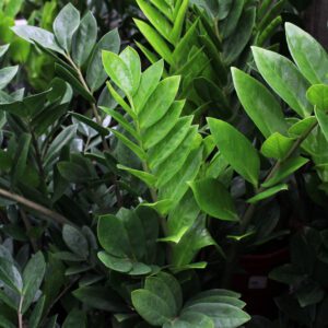 zz plant houseplant