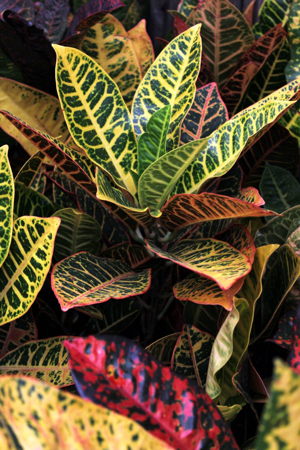 colorful croton plants