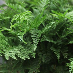 fern houseplants