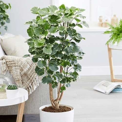 Potted Balfour plant in bright white living room | City Center Garden Center