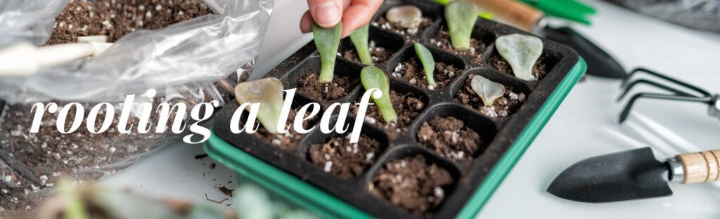rooting a succulent leaf propagation