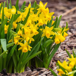 Miniature Daffodil Bulbs- Main-city floral garden center denver